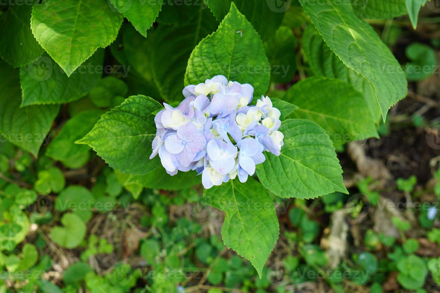 Beautiful hydrangeas in the garden photo