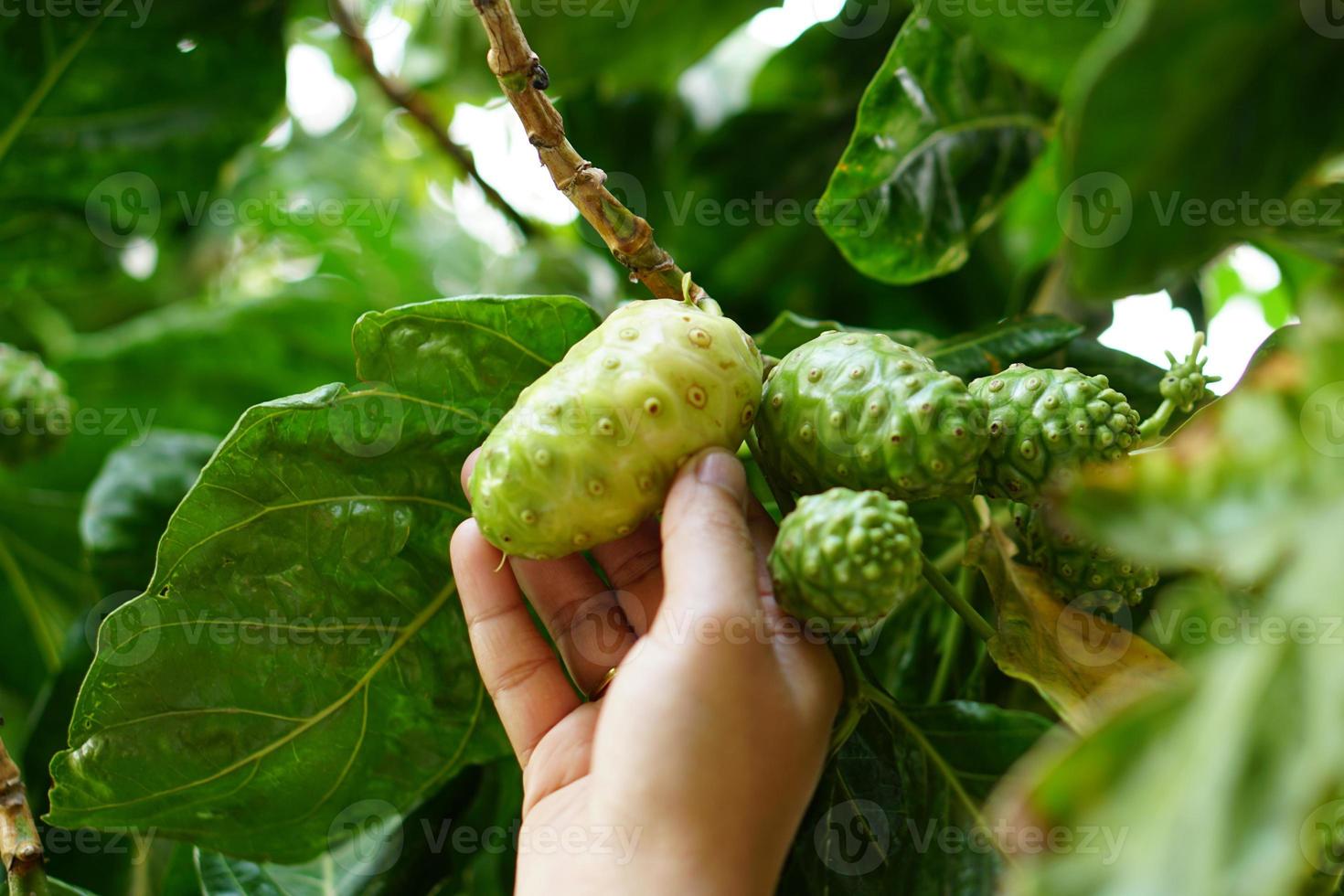 Farmer's hand picking Great morinda in the tree photo