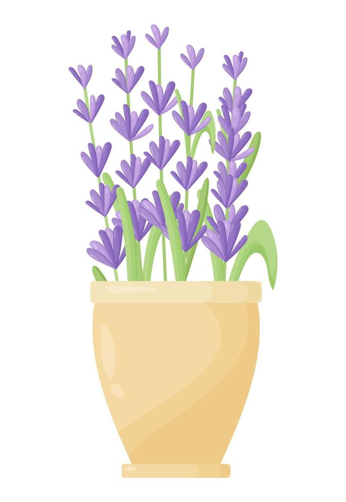 Lavender flowers in a ceramic pot in a modern style. Indoor plants in a clay pot. Gardening. vector