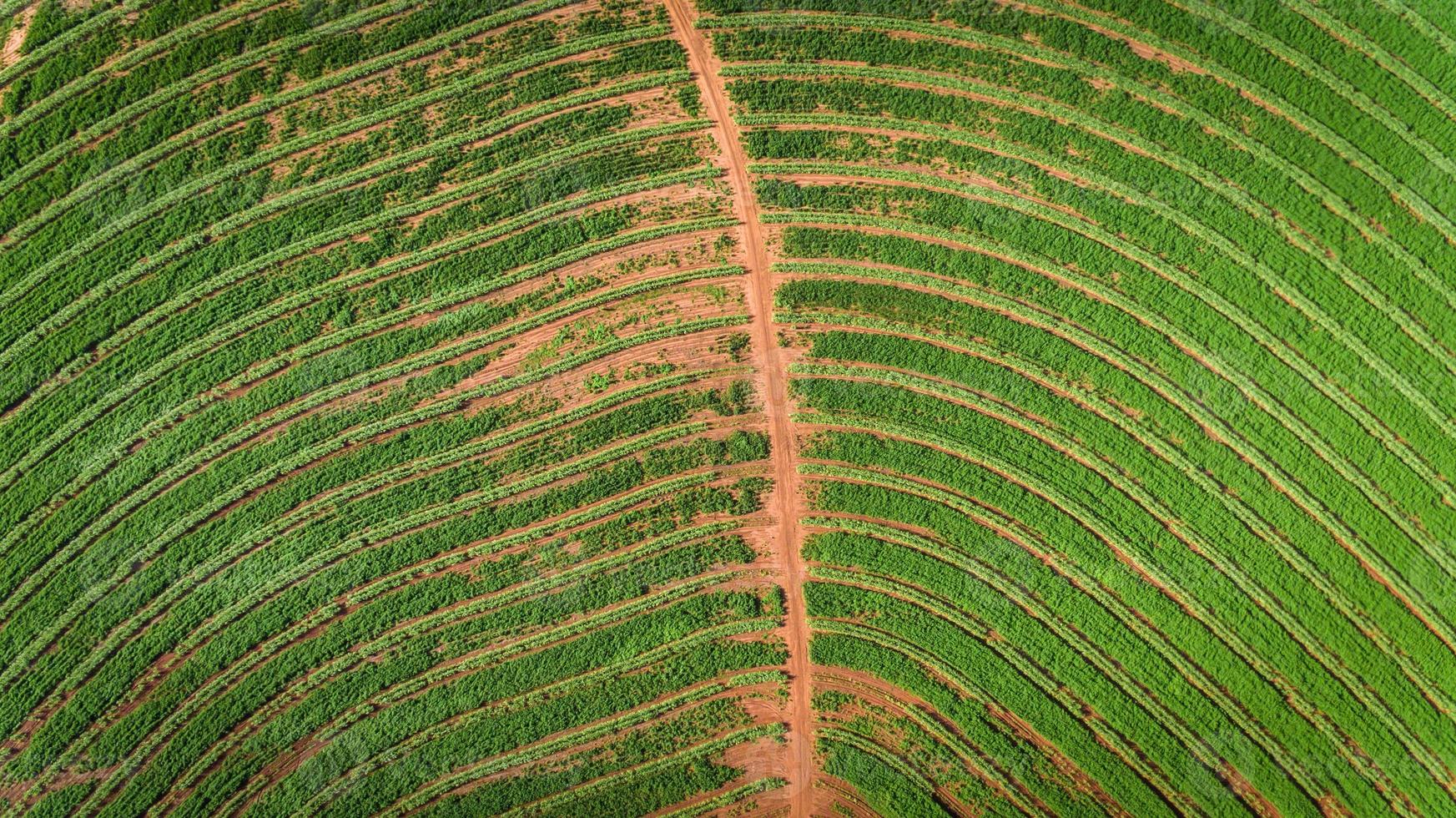 Sugarcane plantation field aerial view with sun light. Agricultural industrial. photo