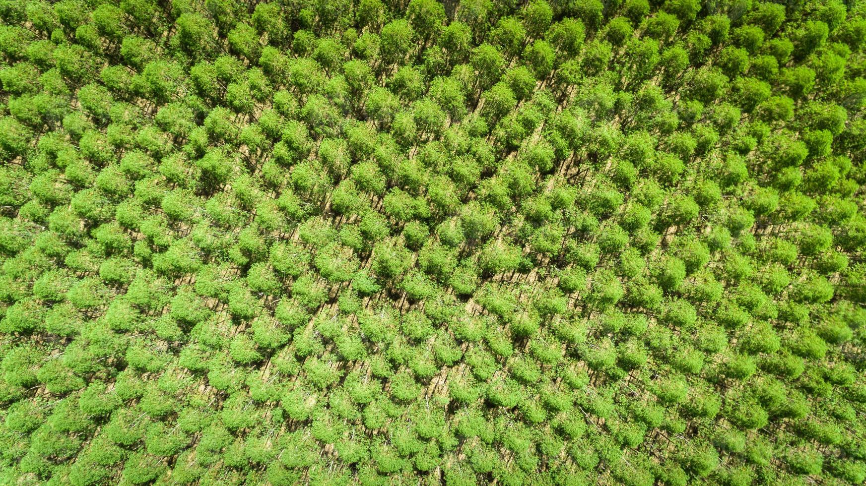 Eucalyptus plantation in Brazil - cellulose paper agriculture - birdseye drone view. Top view. photo
