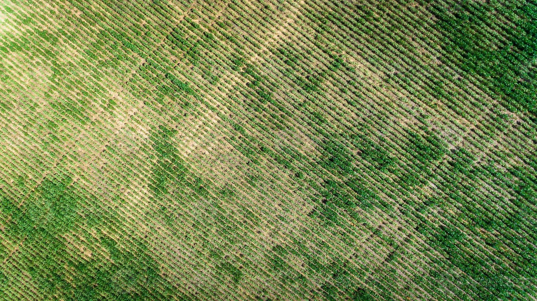 Aerial view of a farm with soy or bean plantation. photo