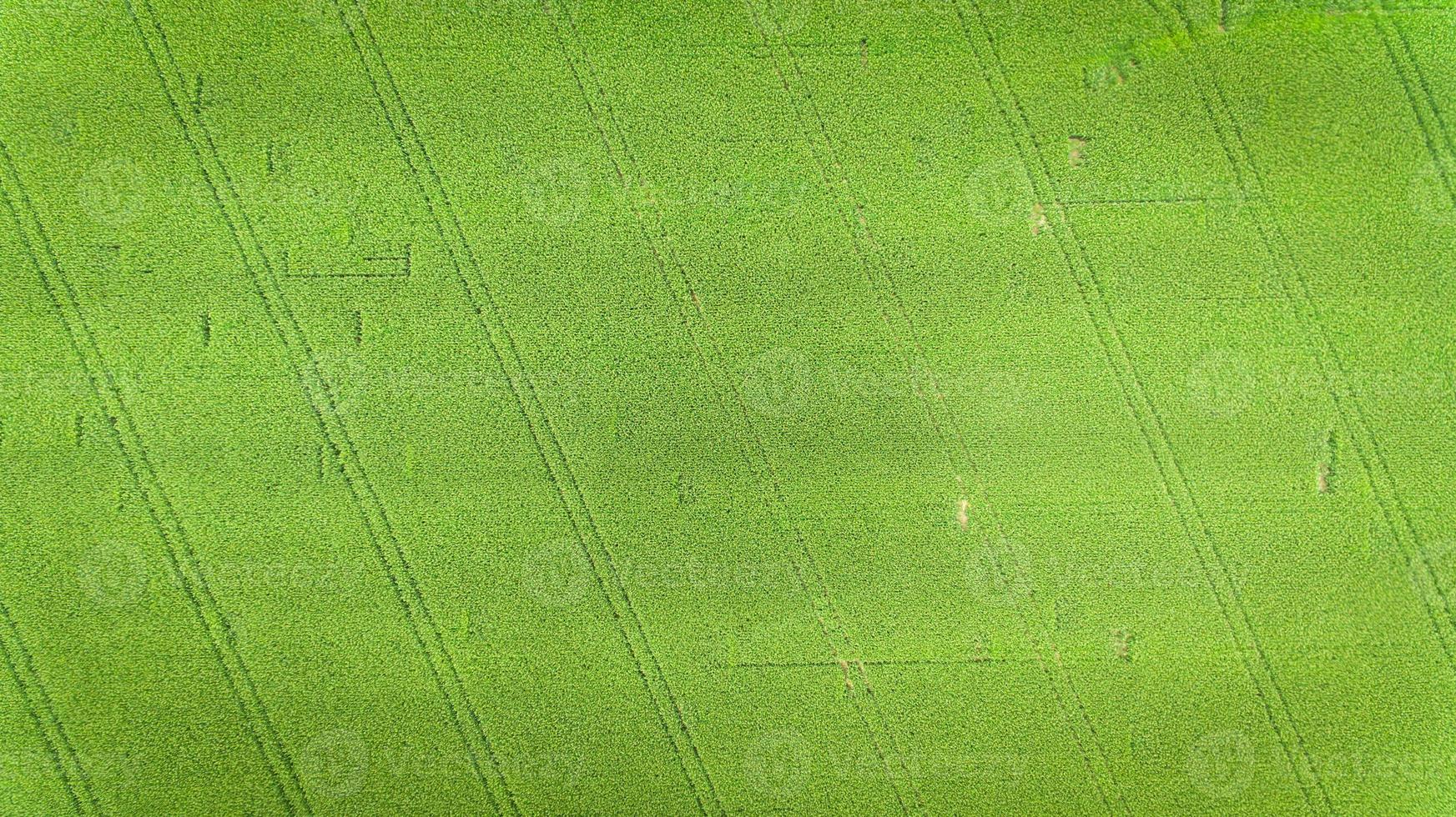 Corn field. Aerial view, cultivated maize crops. photo