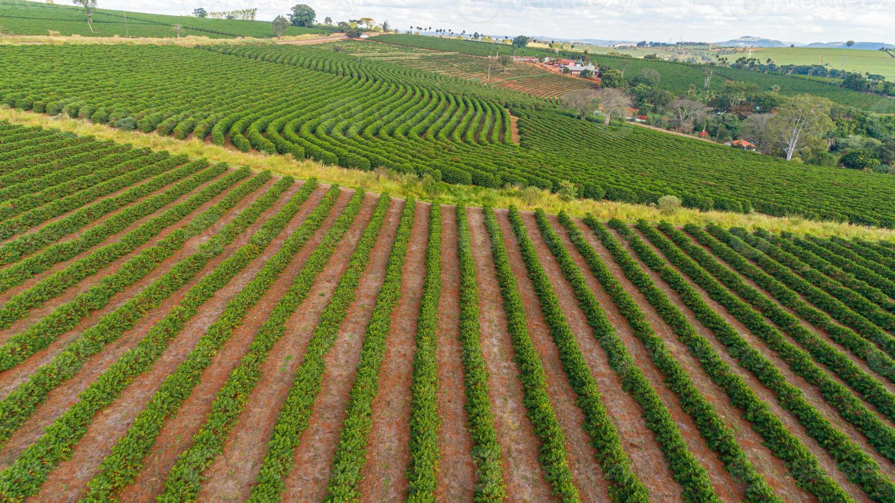 vista aérea de una gran finca brasileña con plantaciones de café. plantación de café en brasil. foto