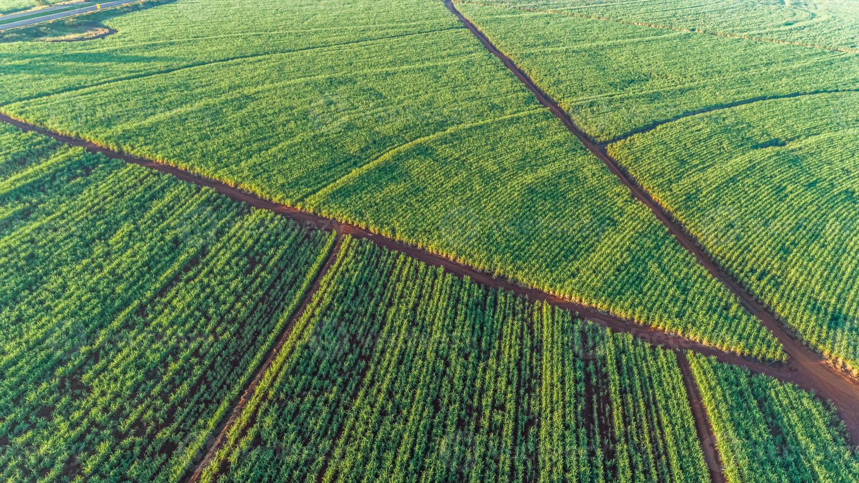 campo de caña de azúcar al amanecer. vista aérea o vista superior de la caña de azúcar o la agricultura en brasil. foto