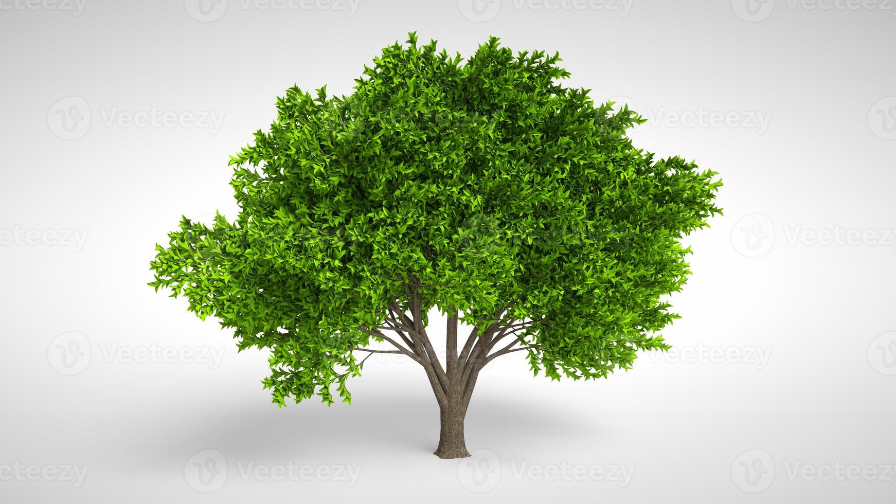 Summer tree with wind in foliage isolated on white background. Lemon tree. 3D Rendering. photo