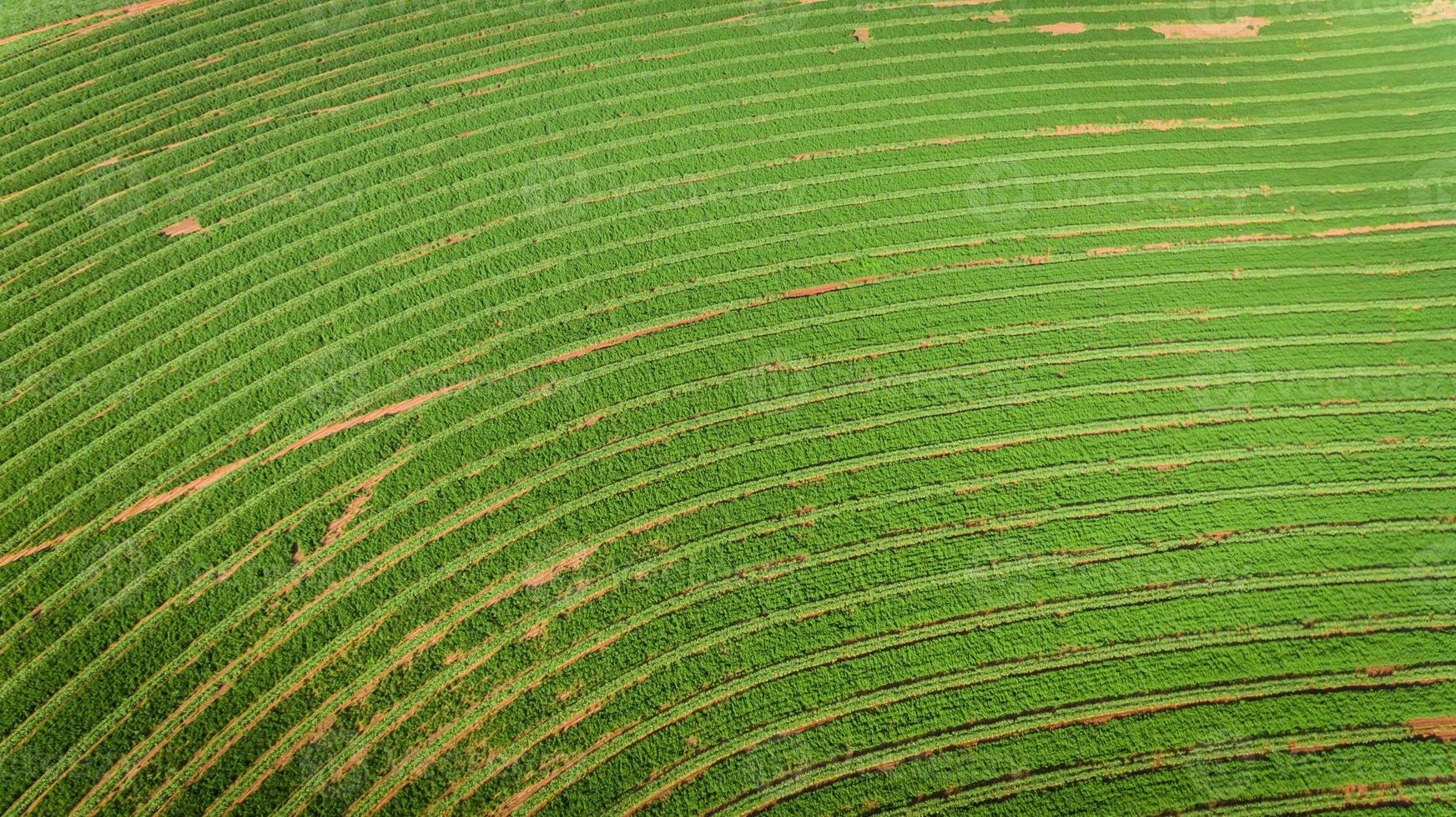 Sugarcane plantation field aerial view with sun light. Agricultural industrial. photo