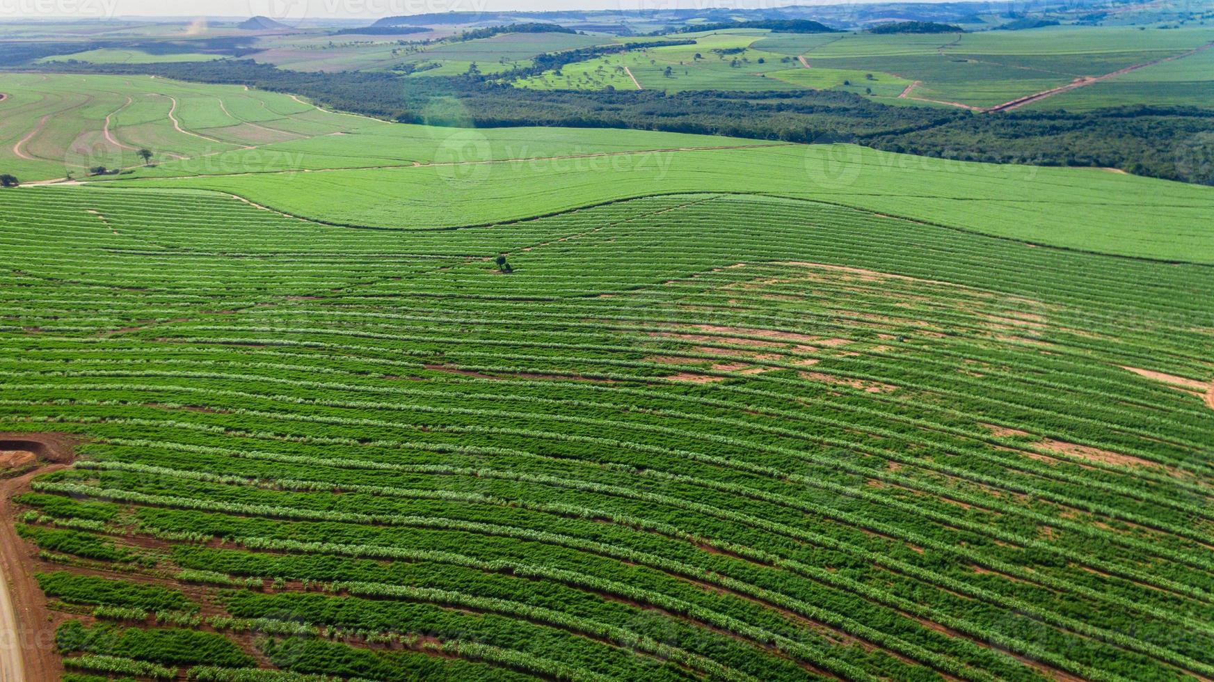 vista aérea del campo de plantación de caña de azúcar con luz solar. industriales agrícolas. foto