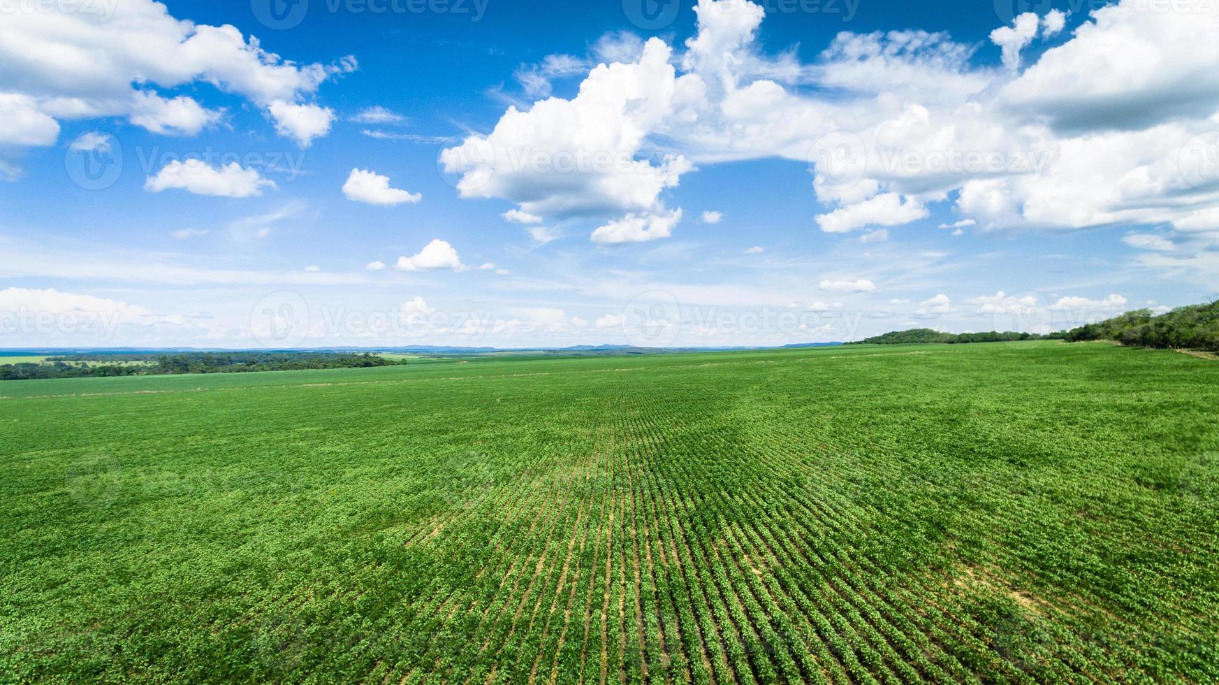 Aerial view of a farm with soy or bean plantation. photo