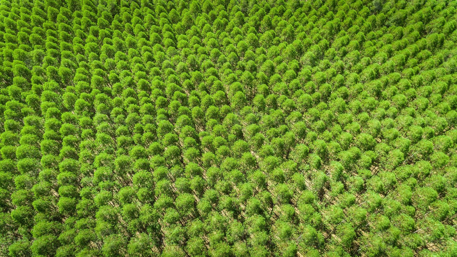 Eucalyptus plantation in Brazil - cellulose paper agriculture - birdseye drone view. Top view. photo