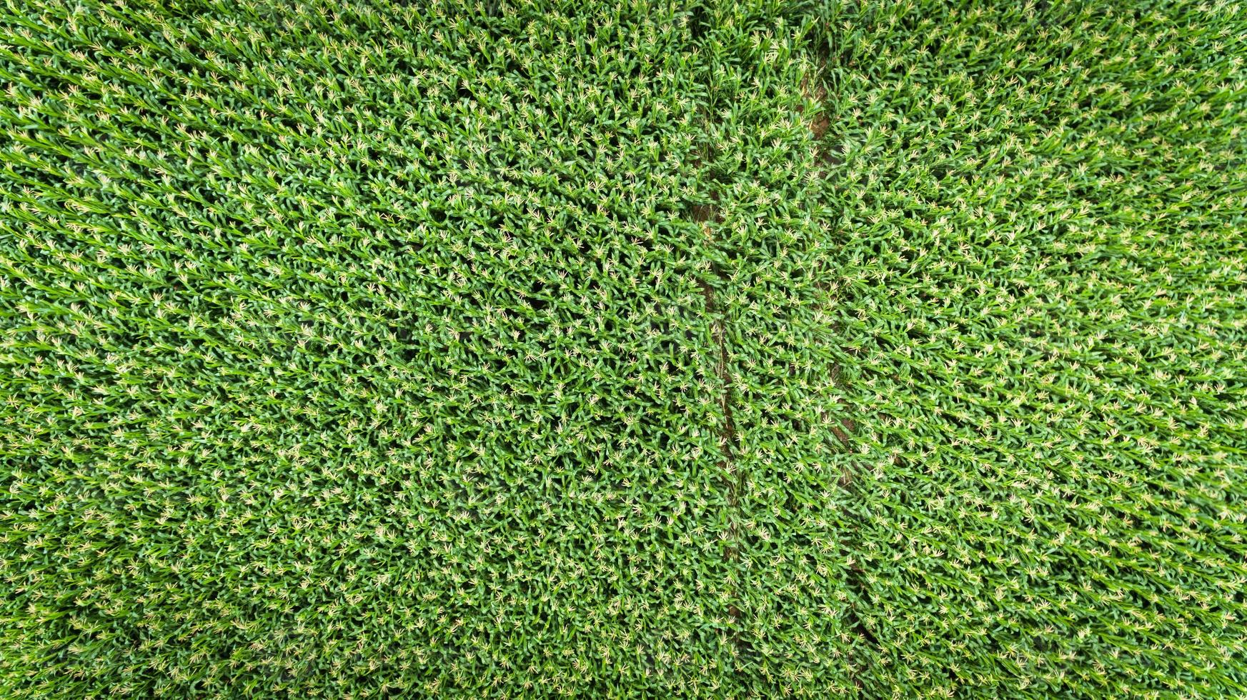 Corn field. Aerial view, cultivated maize crops. photo
