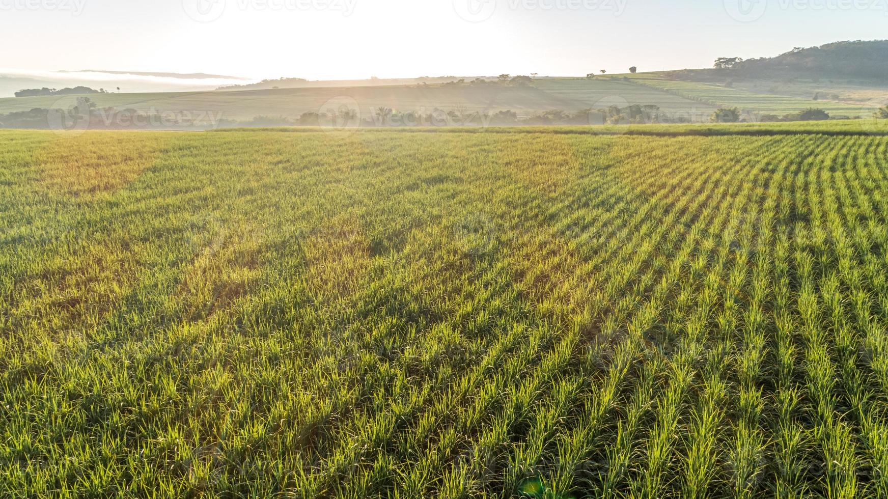 Sugarcane field at sunrise. Aerial view or top view of Sugarcane or agriculture in Brazil. photo