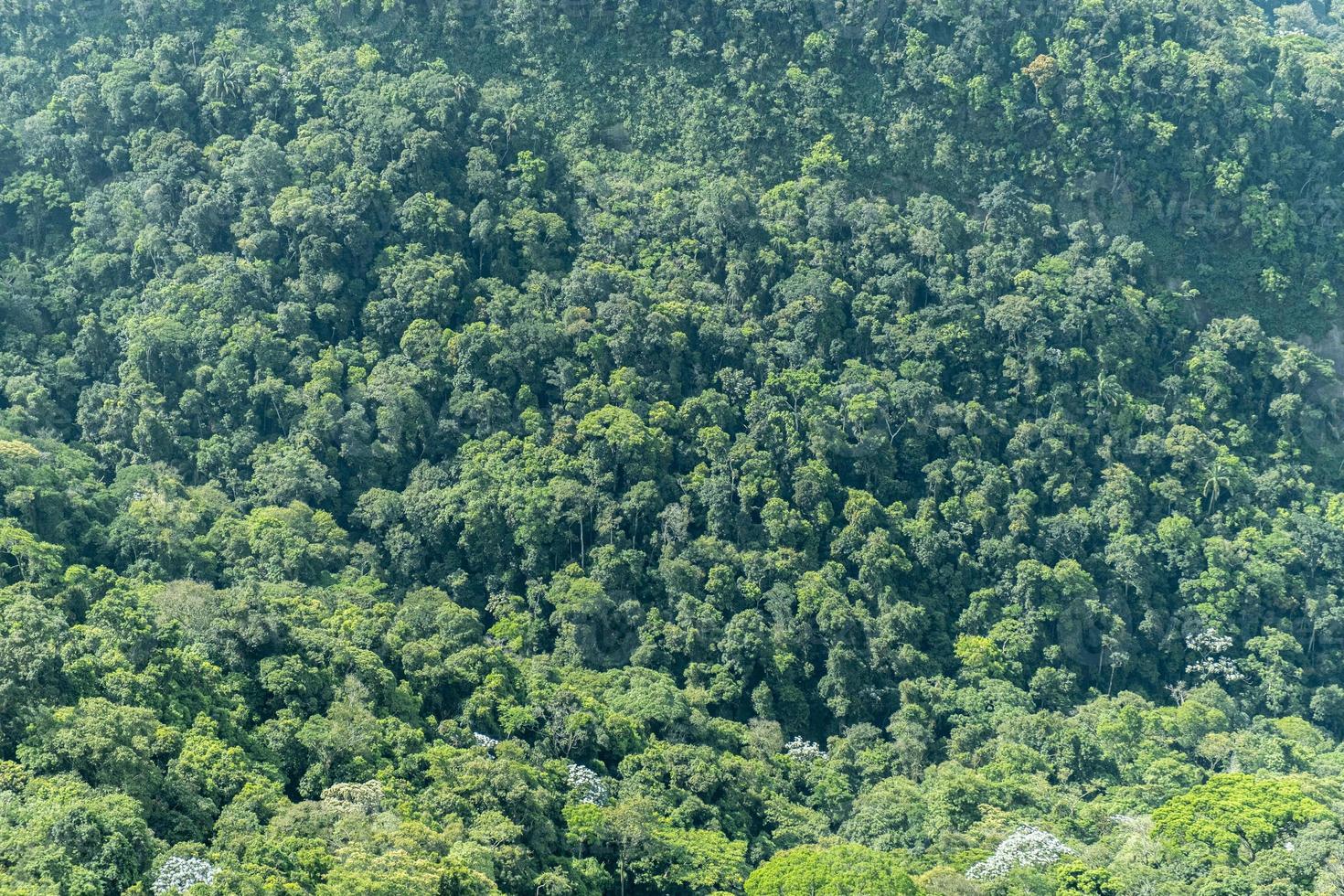 Top view of a large forest in Brazil. Texture of various trees. photo