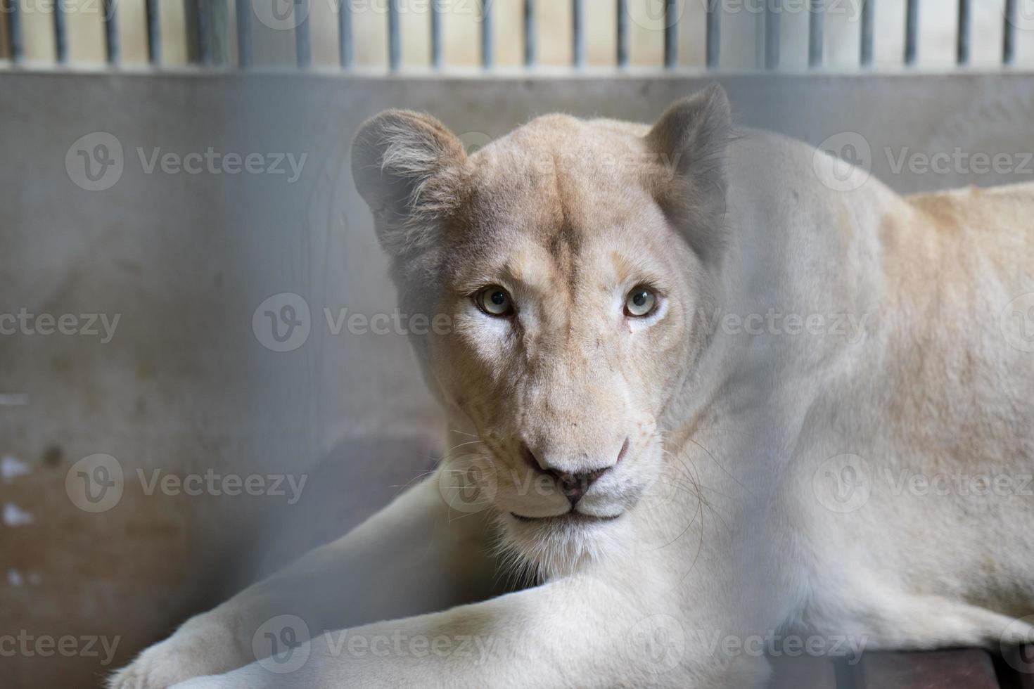 lion in cage photo