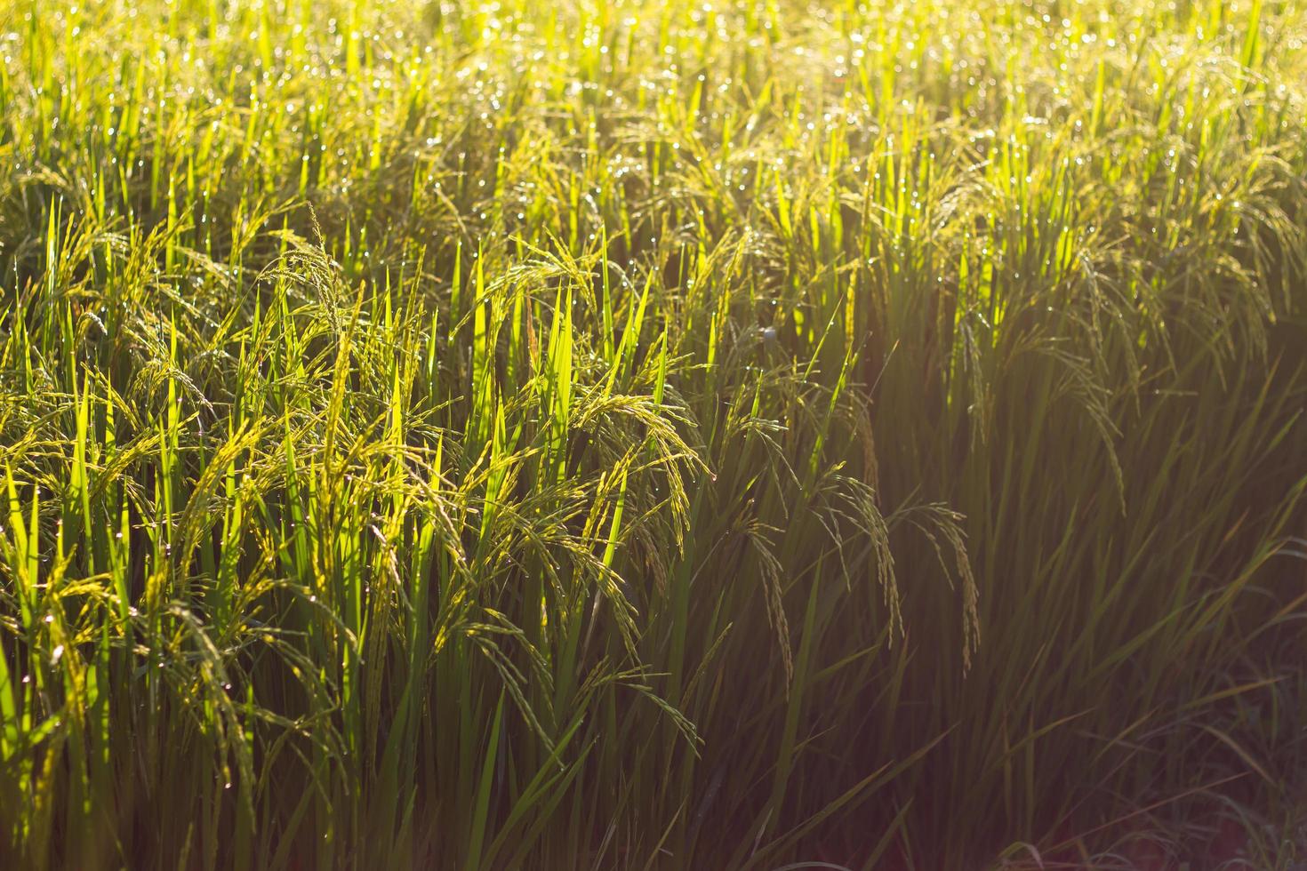 Grain background light photo