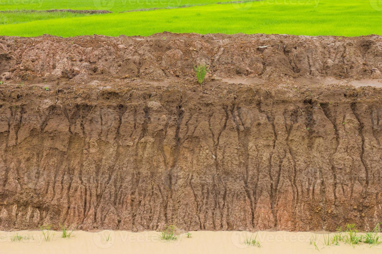 Paddy soil water erosion. photo