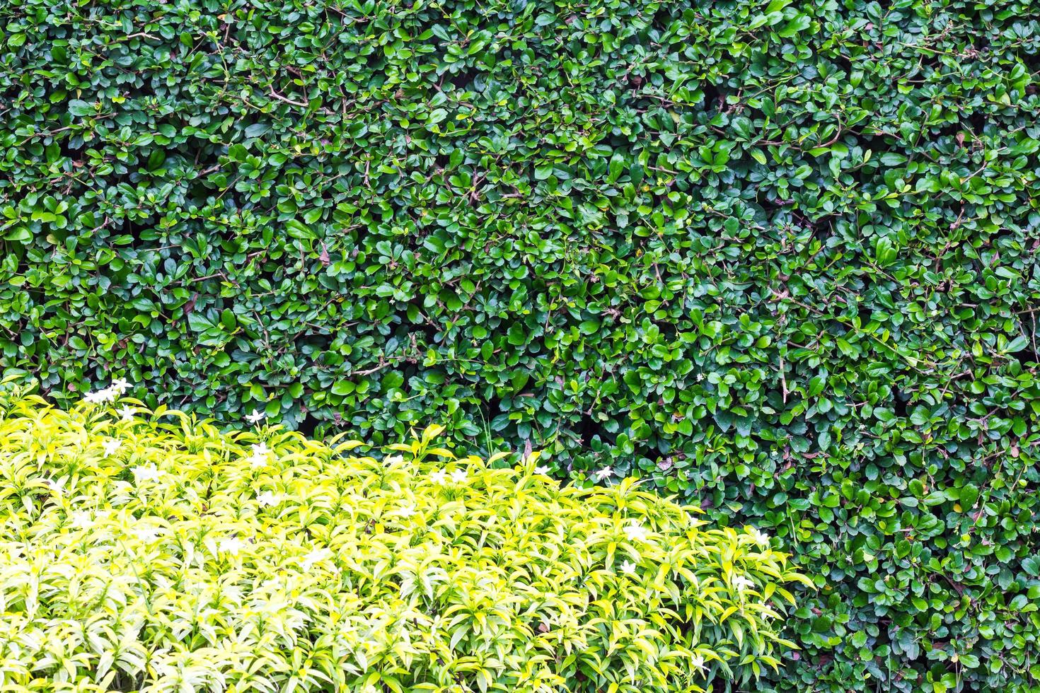 Siamese Rough Bush Fence photo