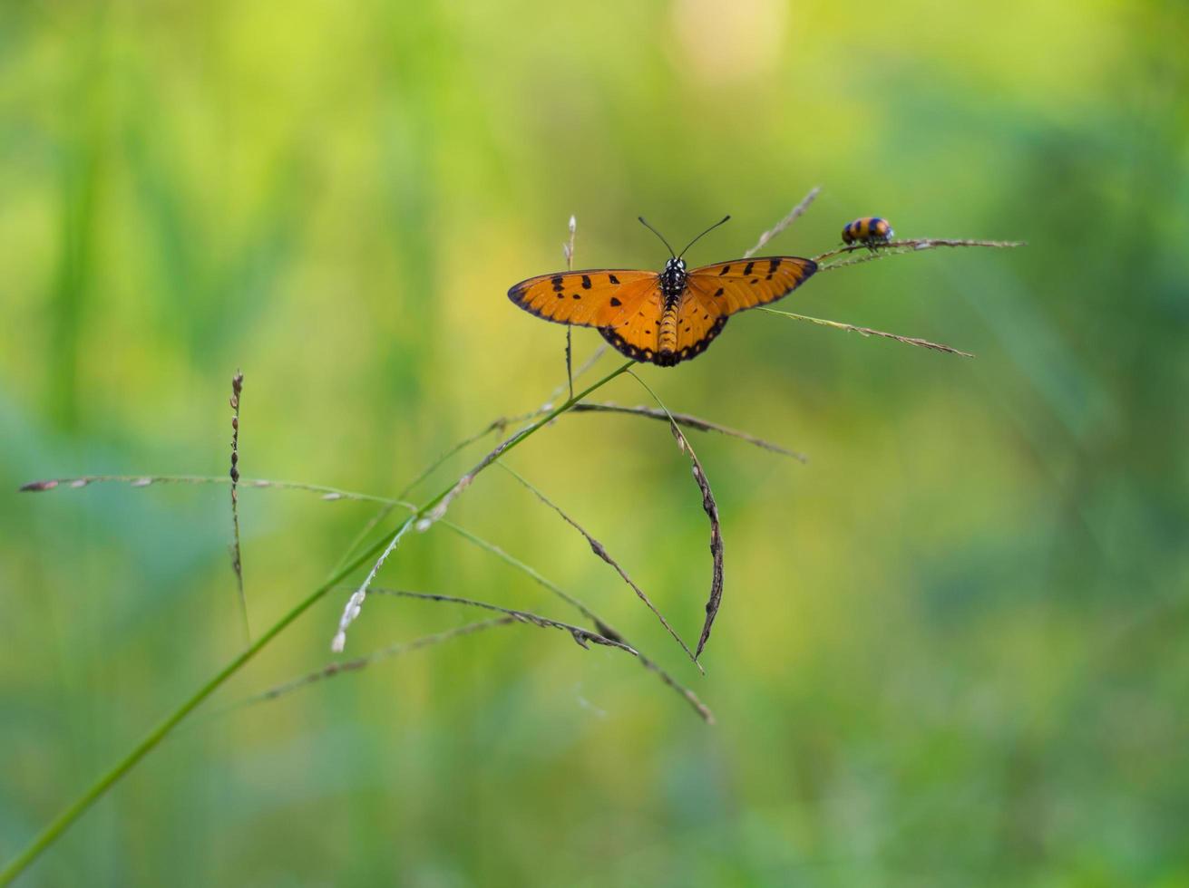 Yellow butterfly grass. photo