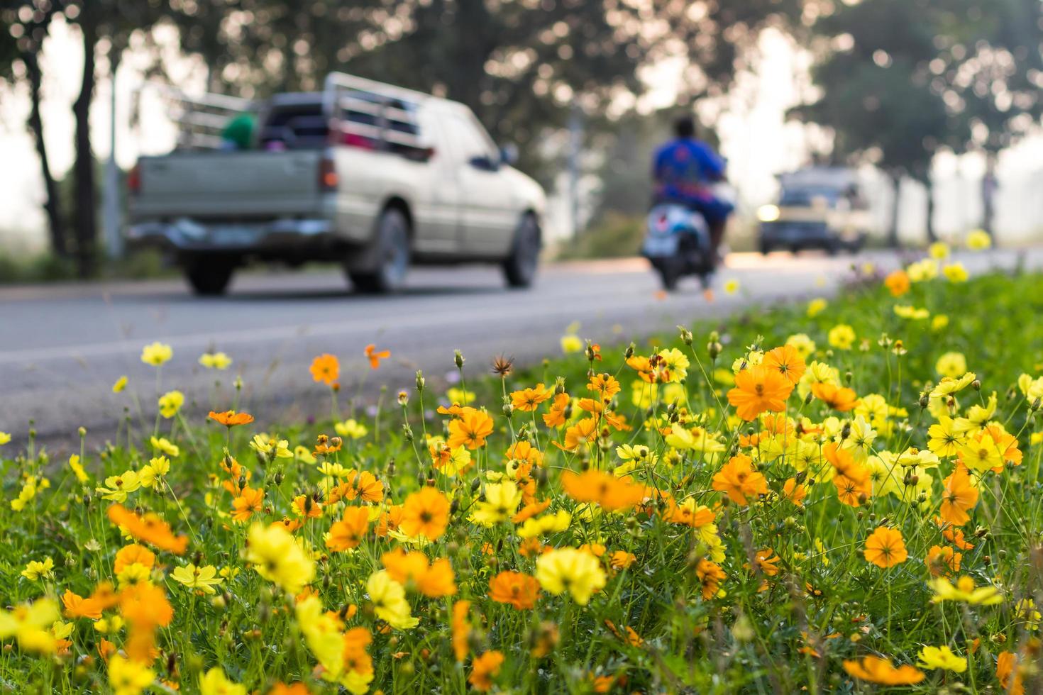 Cosmos yellow car traffic. photo