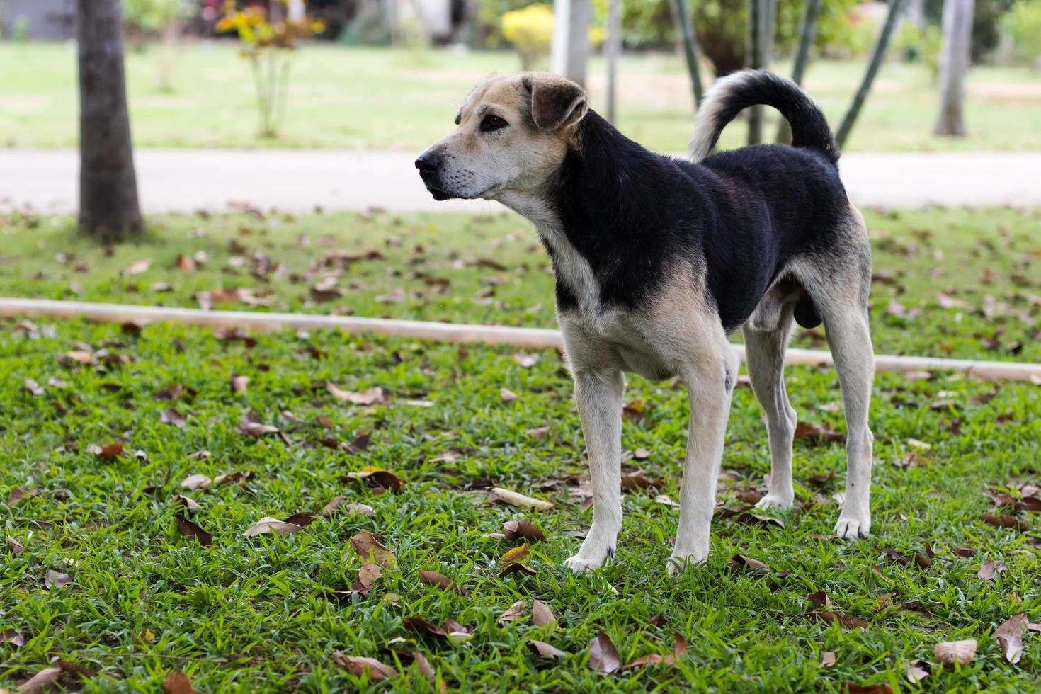 Thai dogs stand on grass. photo