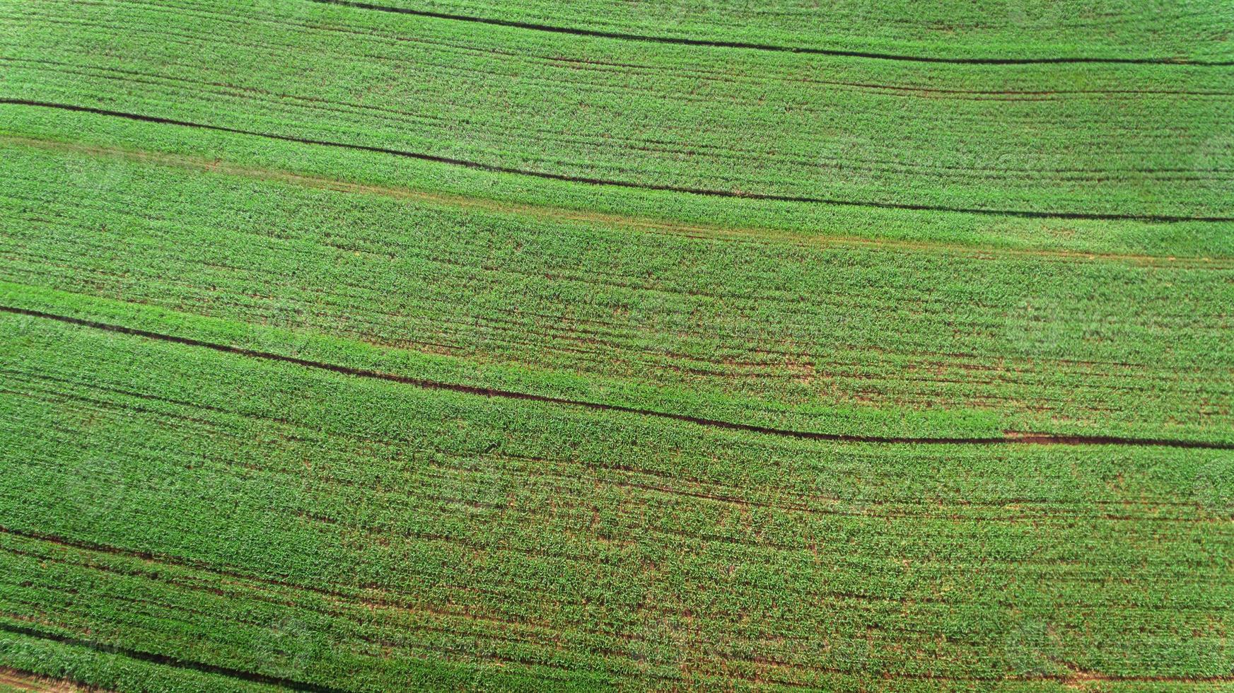 Sugarcane plantation field aerial view with sun light. Agricultural industrial. photo