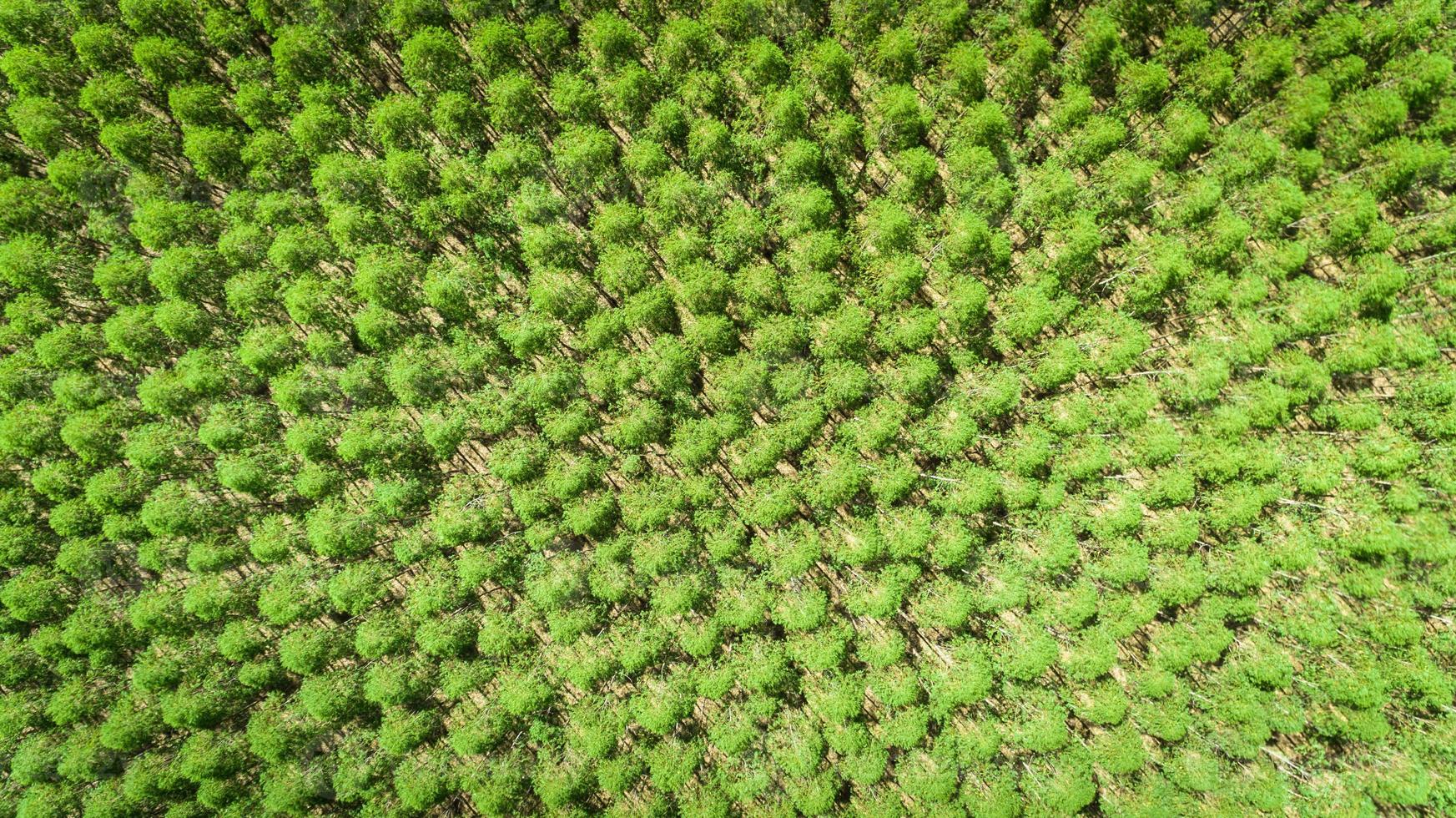 plantación de eucaliptos en brasil - agricultura de papel de celulosa - vista de drones de ojo de pájaro. vista superior. foto