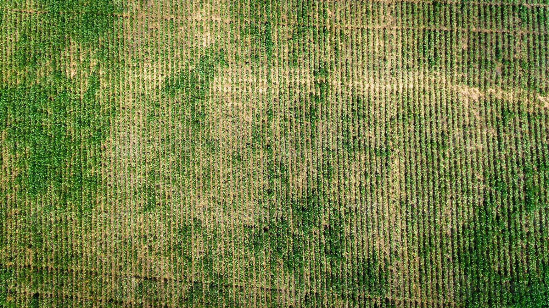 Aerial view of a farm with soy or bean plantation. photo