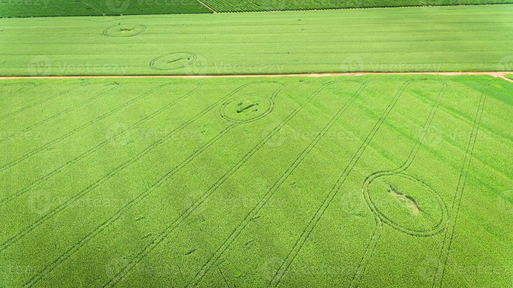 Corn field. Aerial view, cultivated maize crops. photo