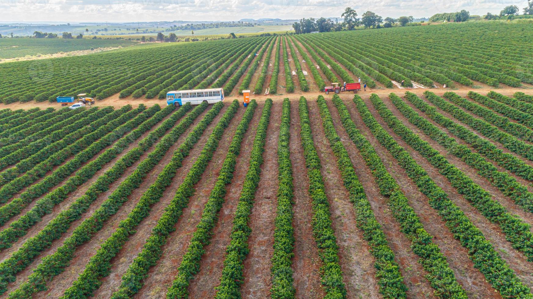 Aerial view of a large brazilian farm with coffee plantation. Coffee plantation in Brazil. photo