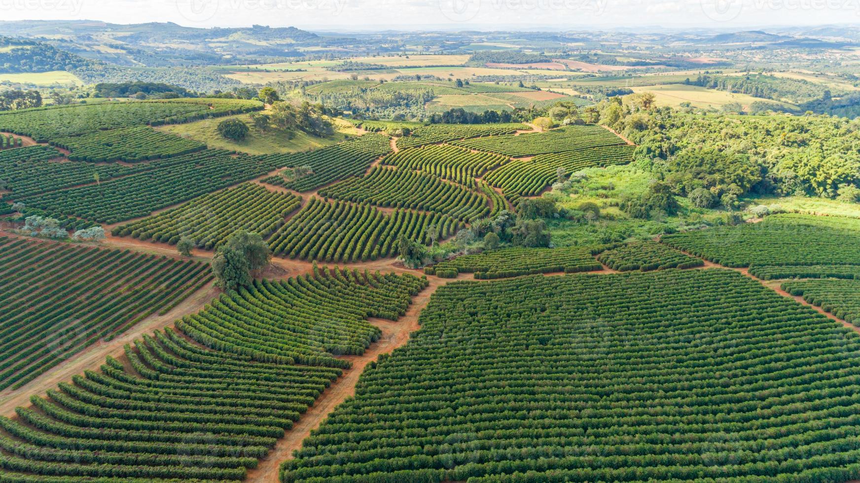 Aerial view of a large brazilian farm with coffee plantation. Coffee plantation in Brazil. photo