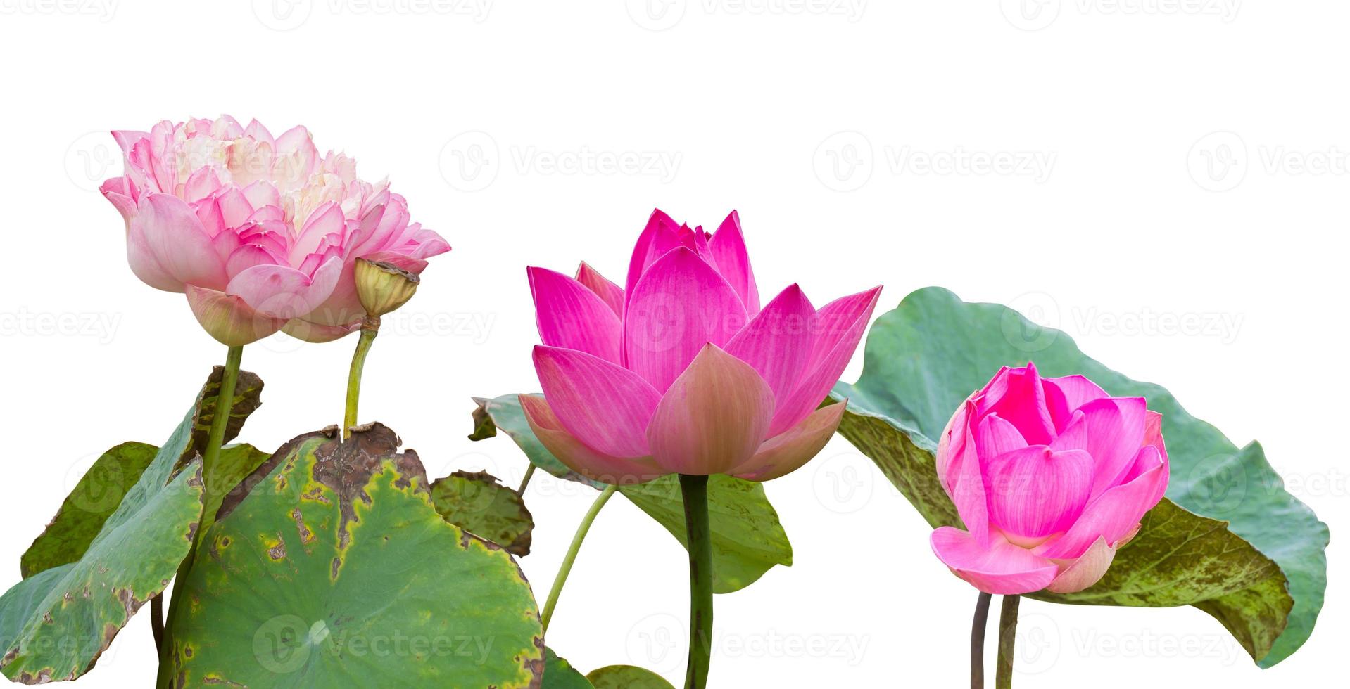 Three pink lotus flowers wilt. photo