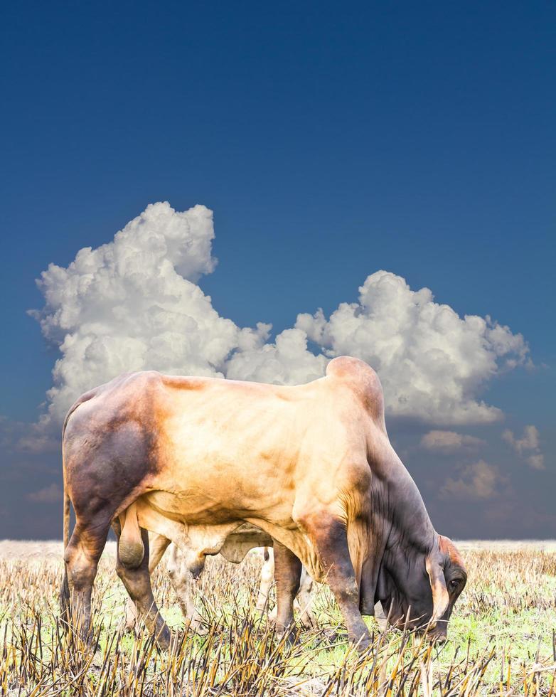 Blue clouds cow Thailand photo