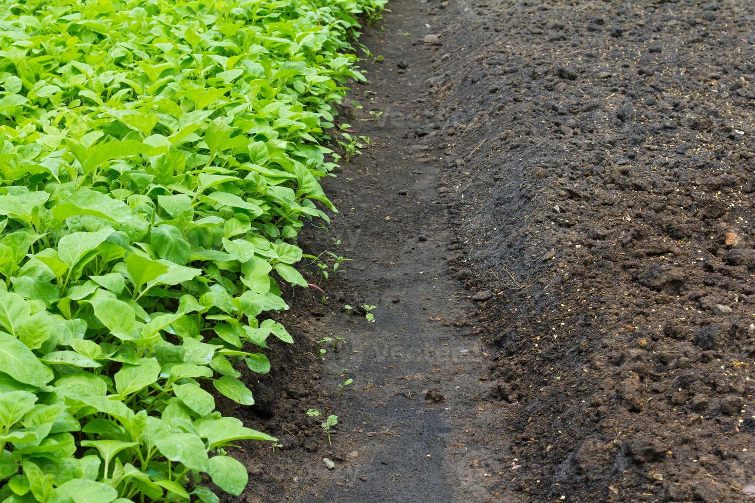 Green leafy crop photo