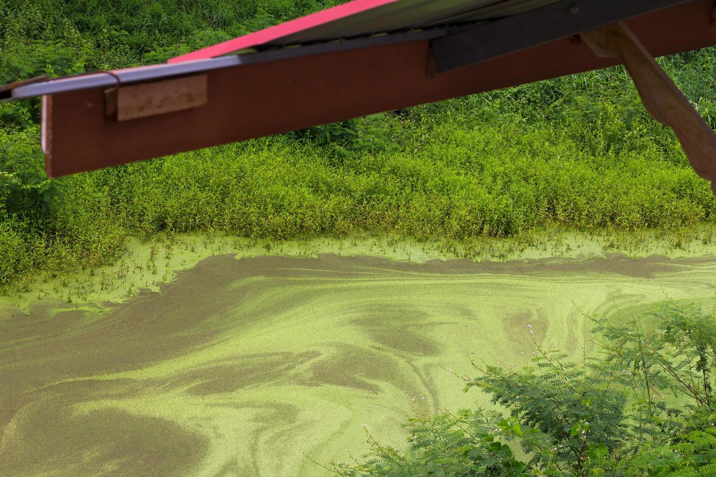 Duckweeds grass roof photo