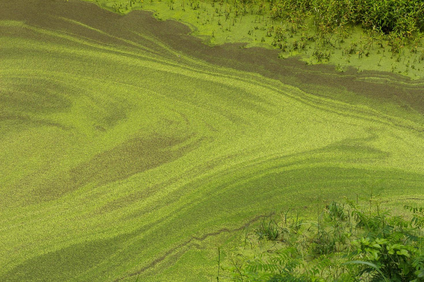 Spawn grass weeds photo