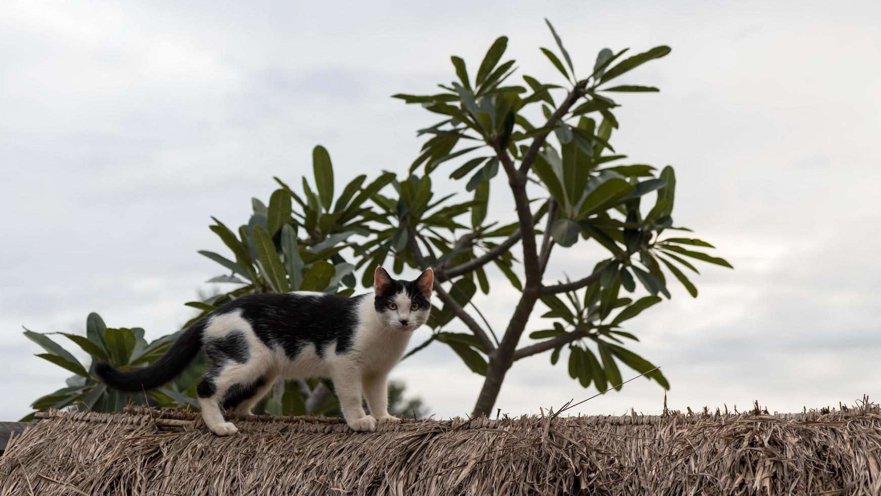 Cat walking on a vetiver roof. photo