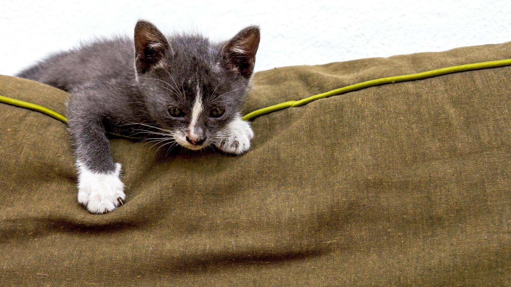 Playful gray kitten photo