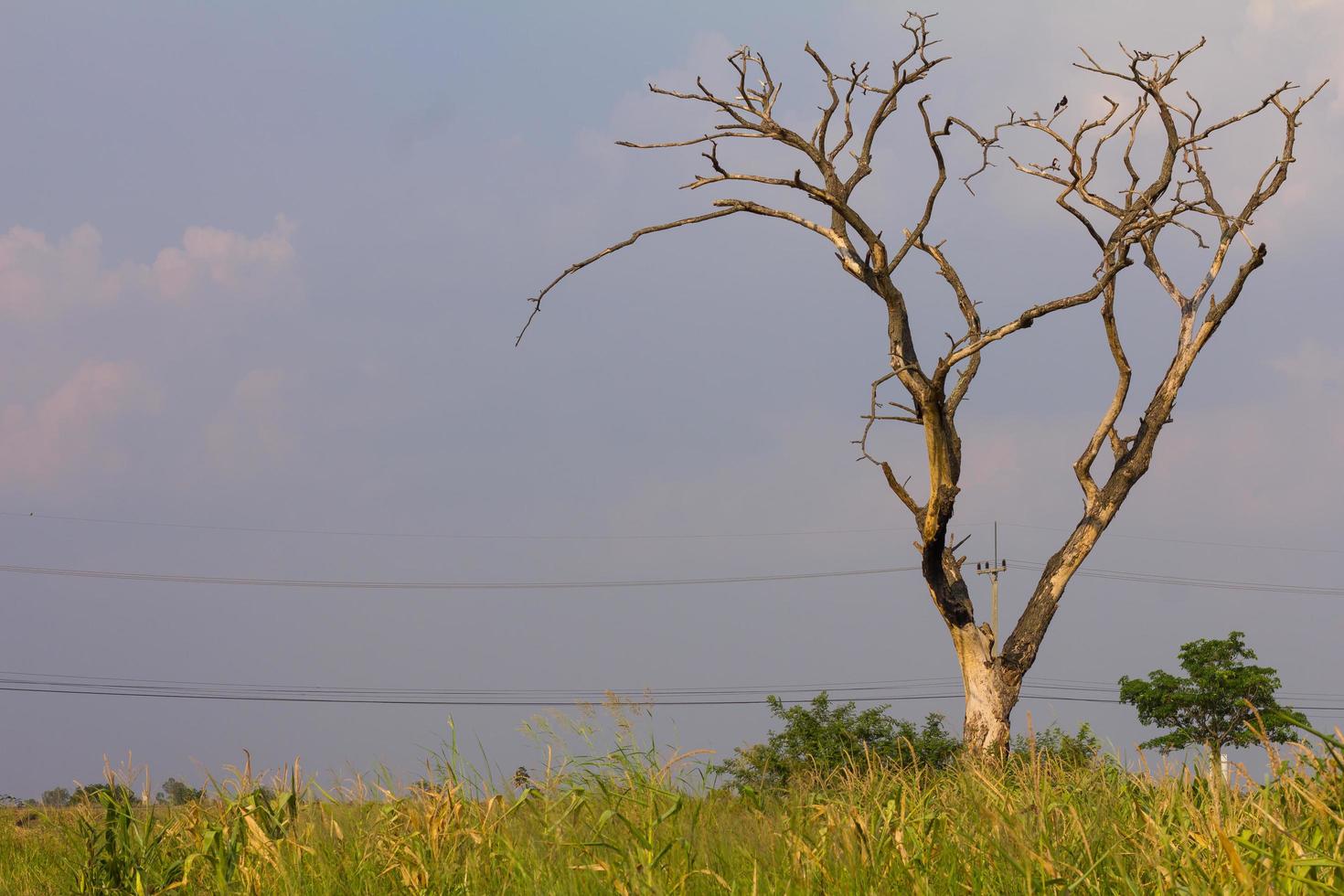 Dead tree near the grass photo