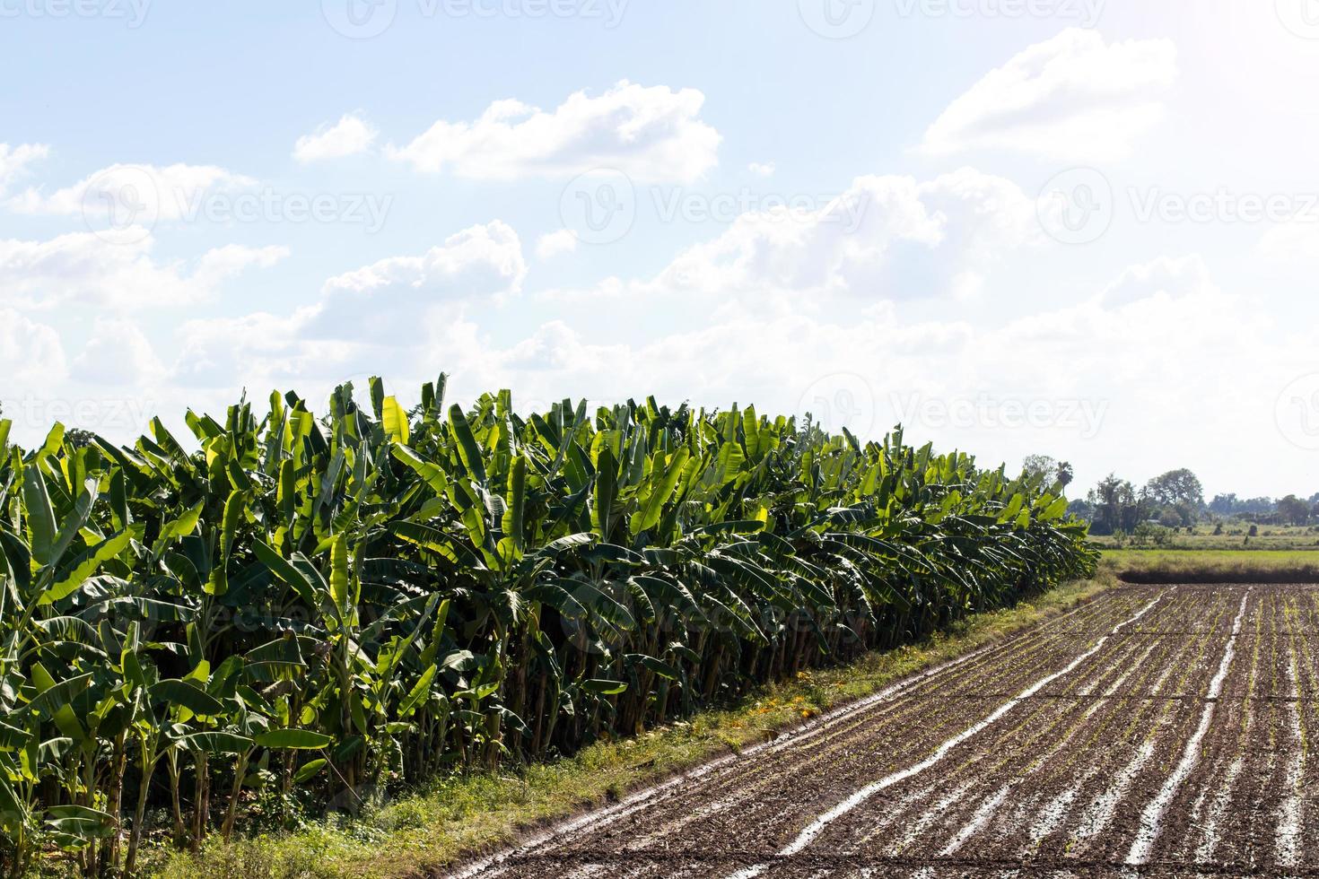 Banana plantation on soil cultivation. photo