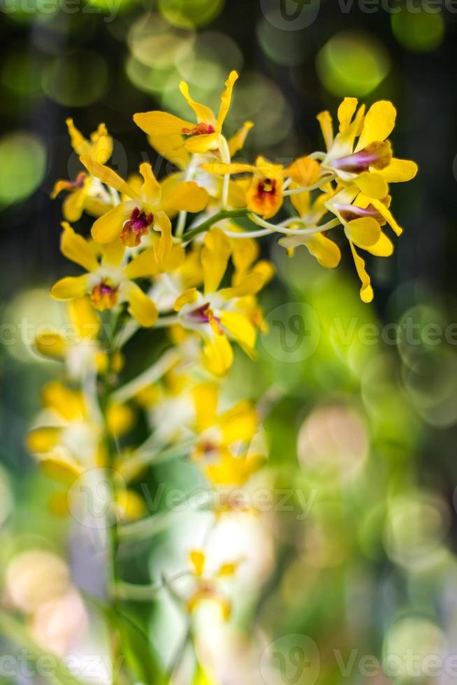 Orchid yellow blur bokeh photo