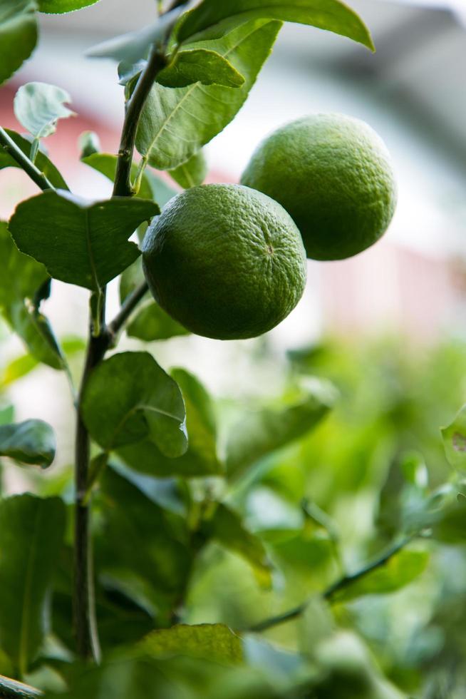 Lime green branches. photo