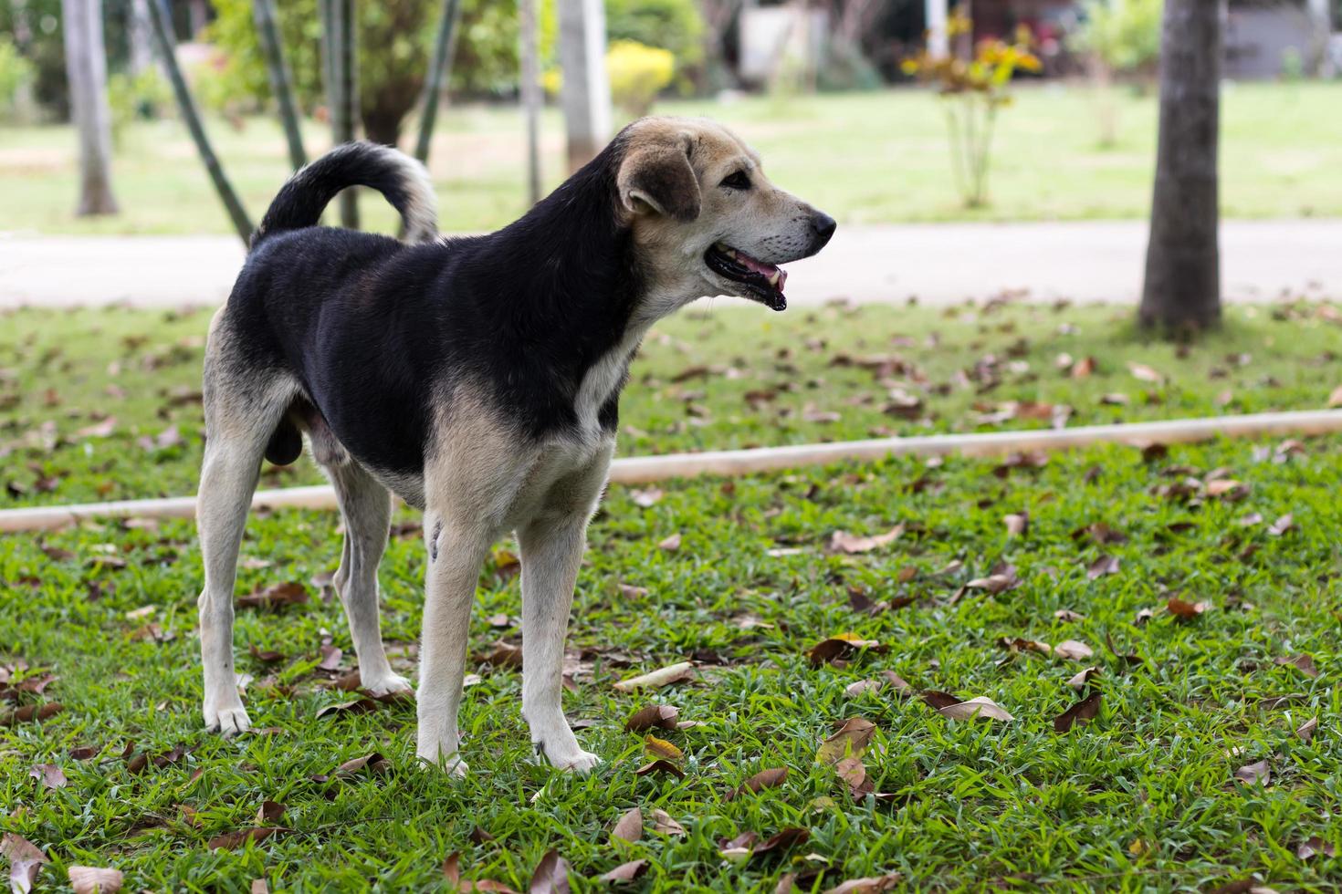 Thai dogs stand on grass. photo