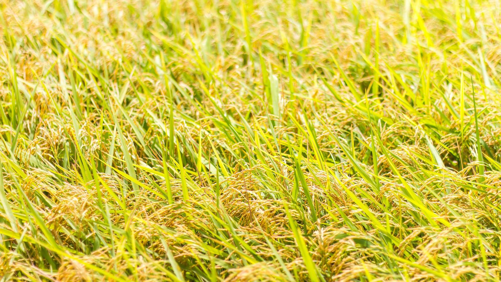 Yellow Rice grains background photo