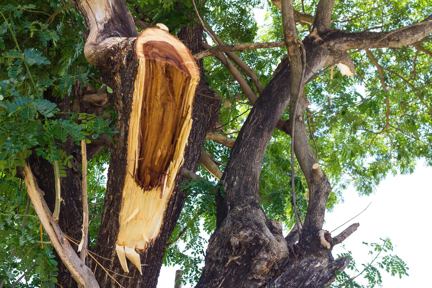 Large branches torn photo