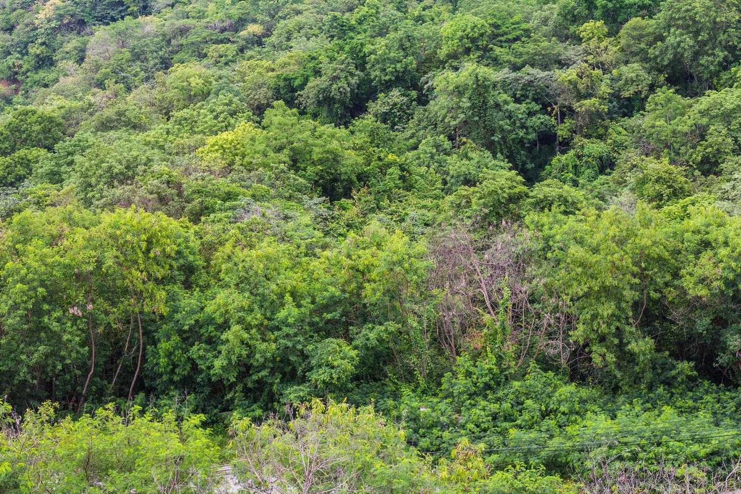 Background Forest Hills photo