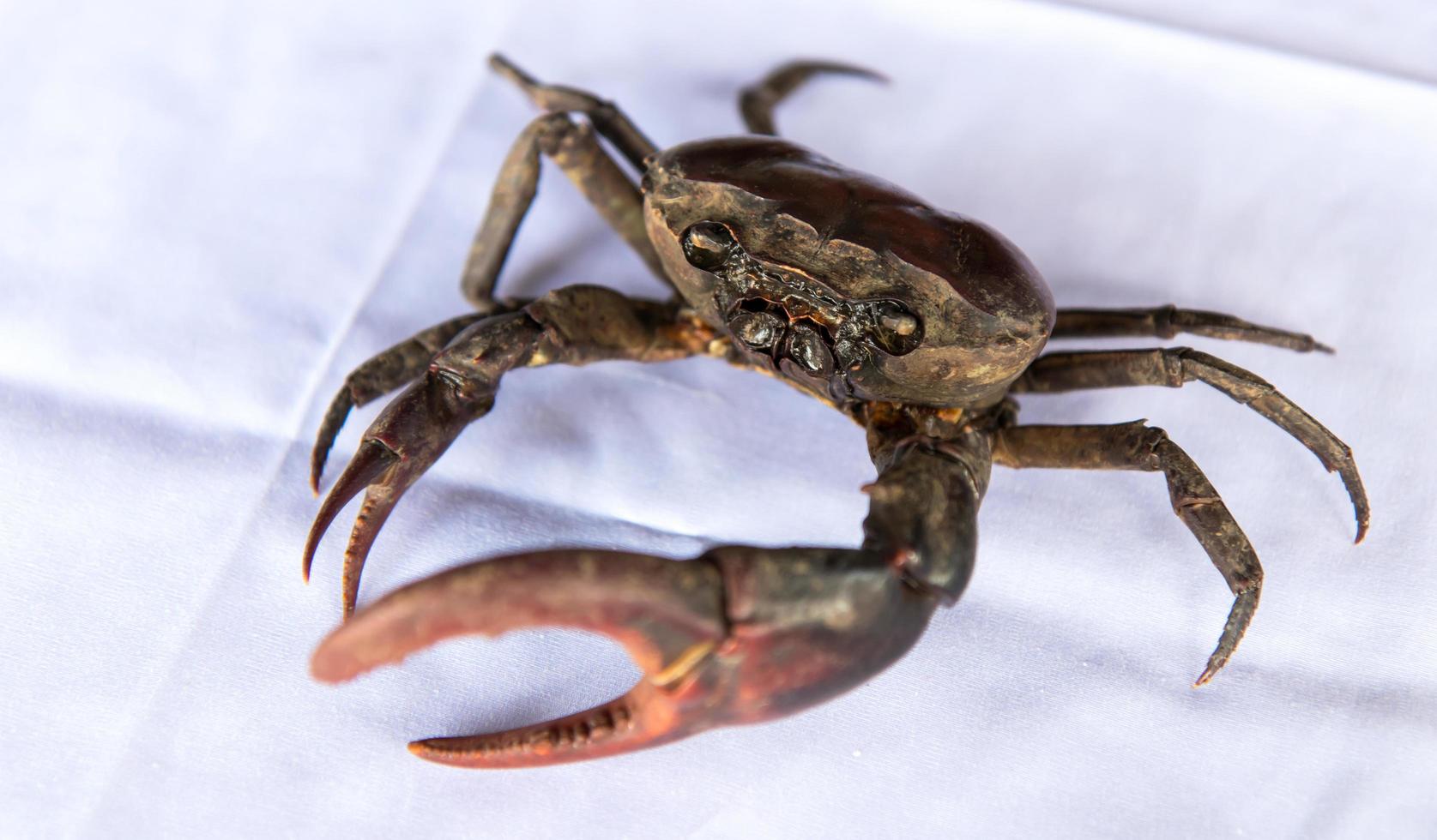 Field crab on white fabric. photo