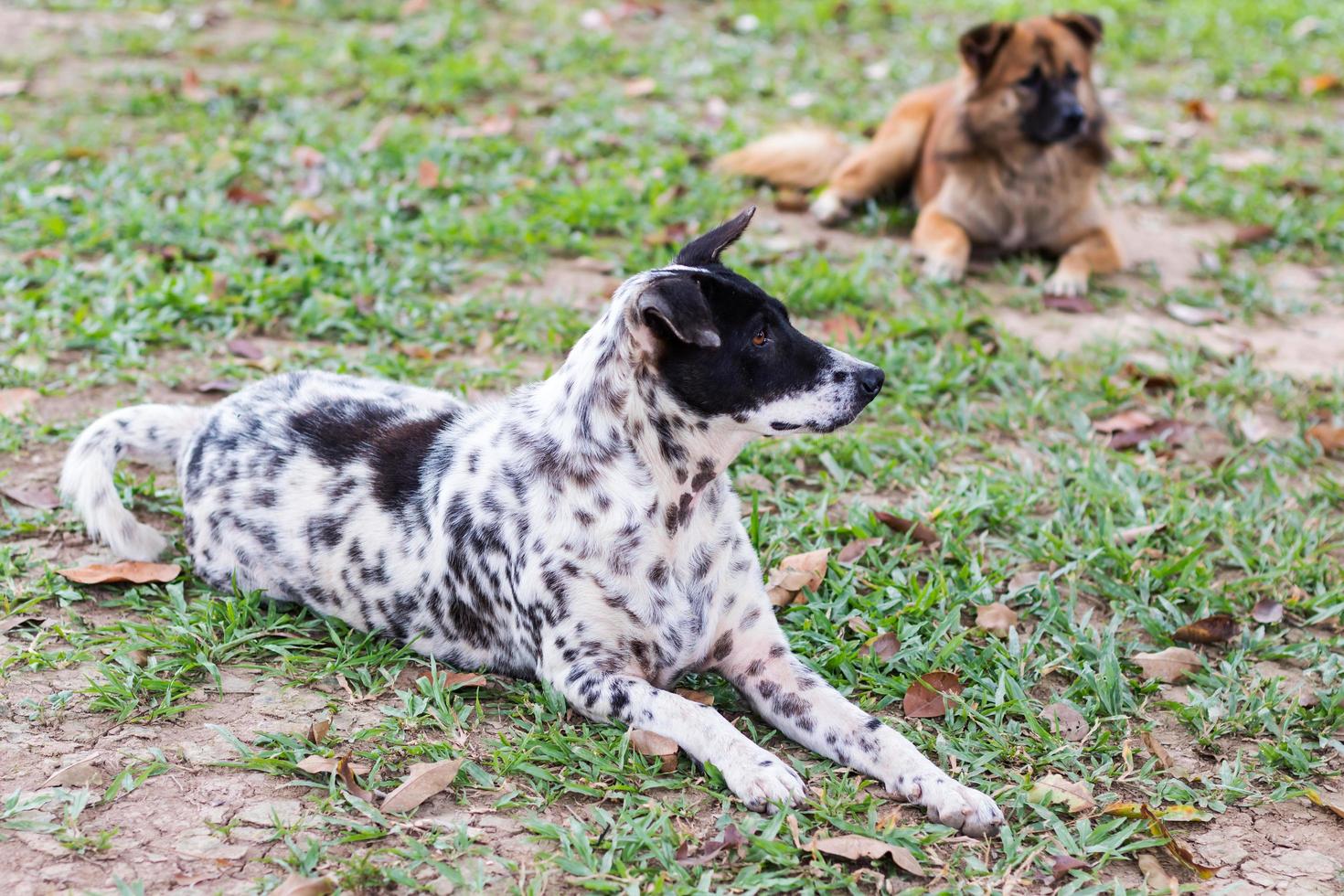 Polka dots dog lying. photo