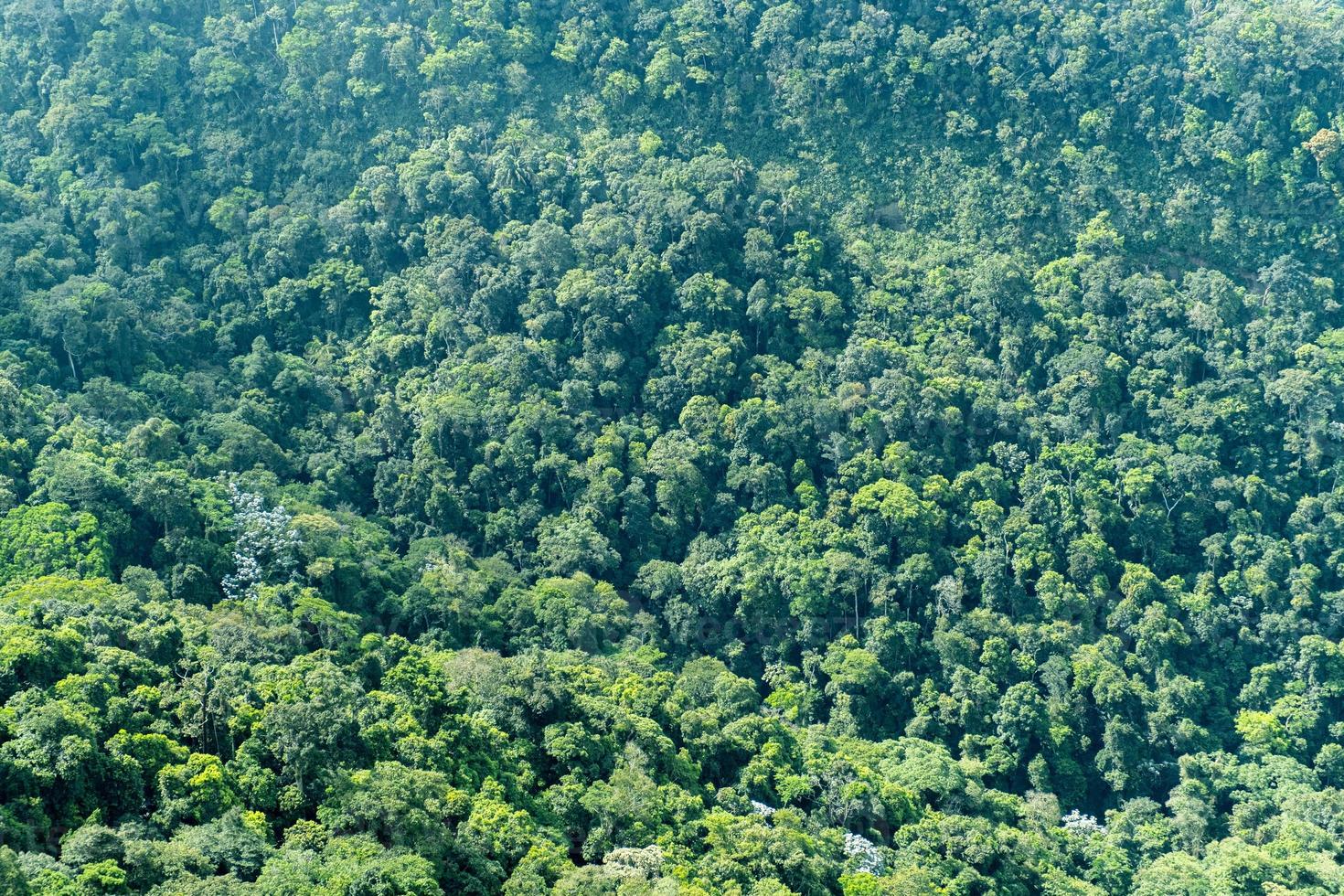 vista superior de un gran bosque en brasil. textura de varios árboles. foto