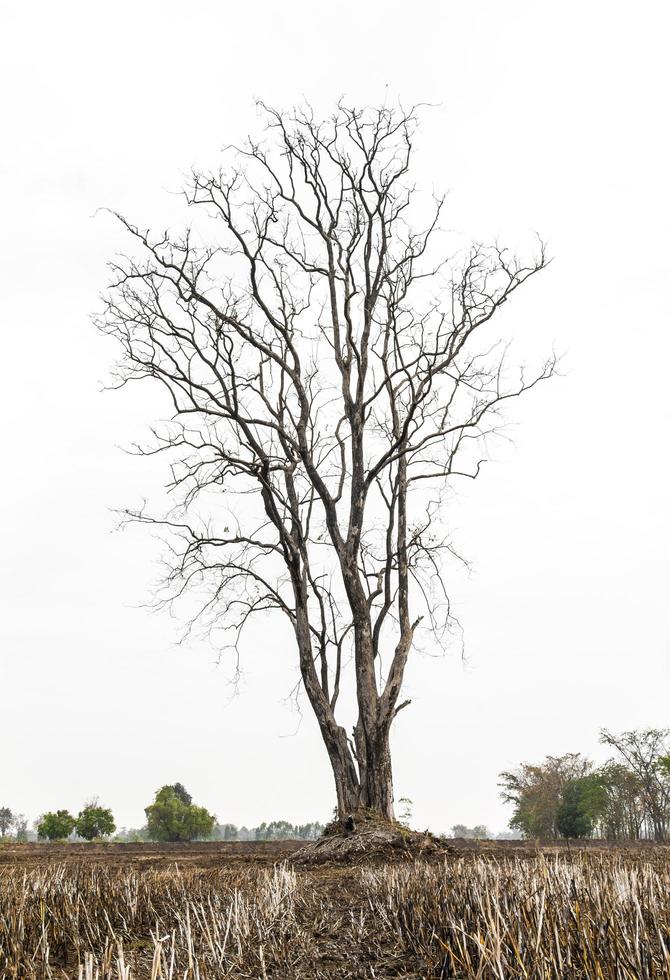 Tree dry stubble photo