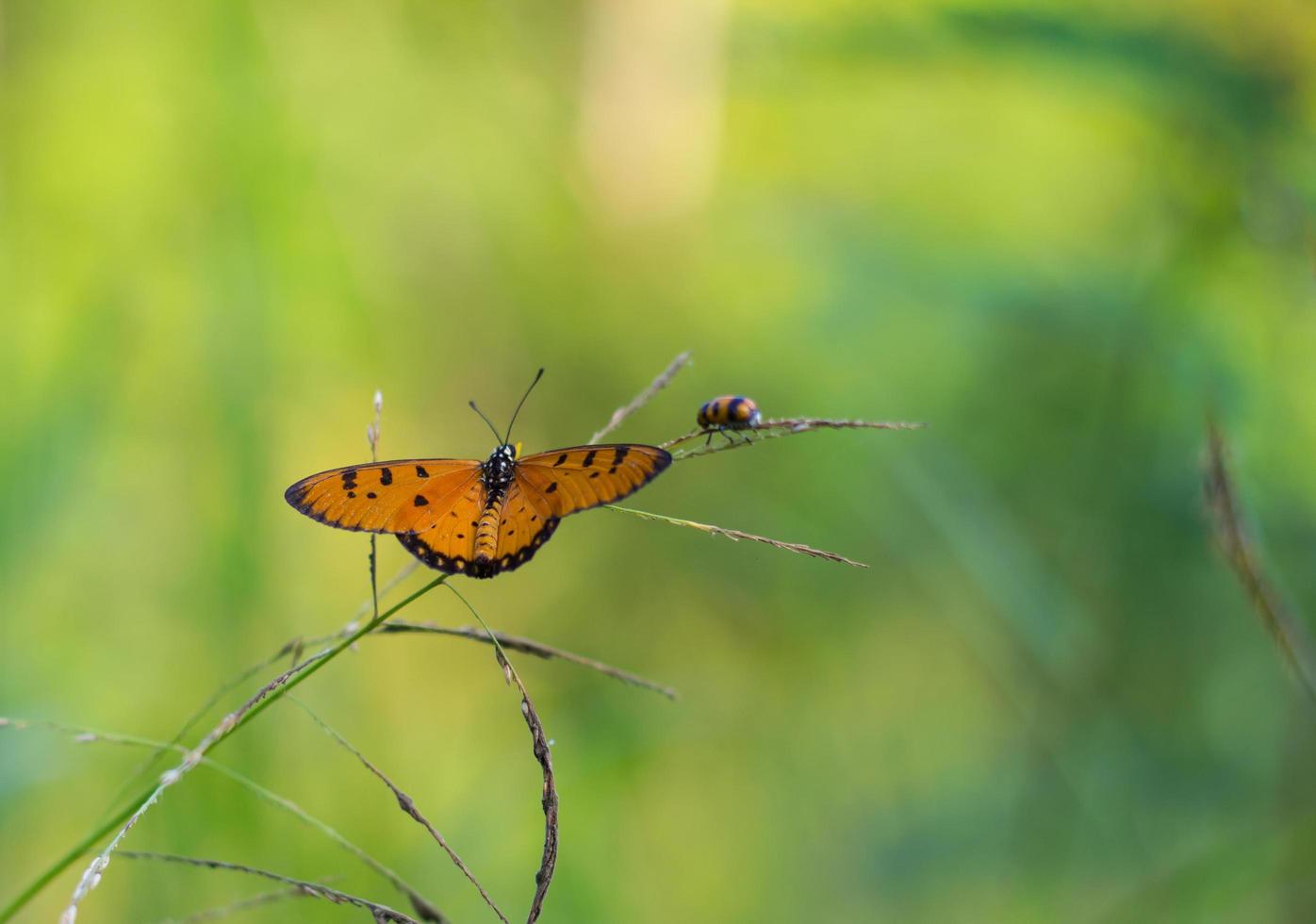 Yellow butterfly grass. photo